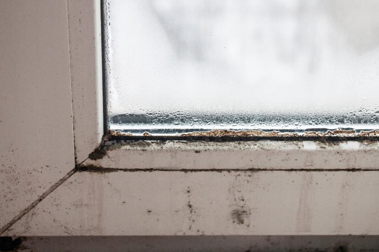 Schimmelbeseitigung 4