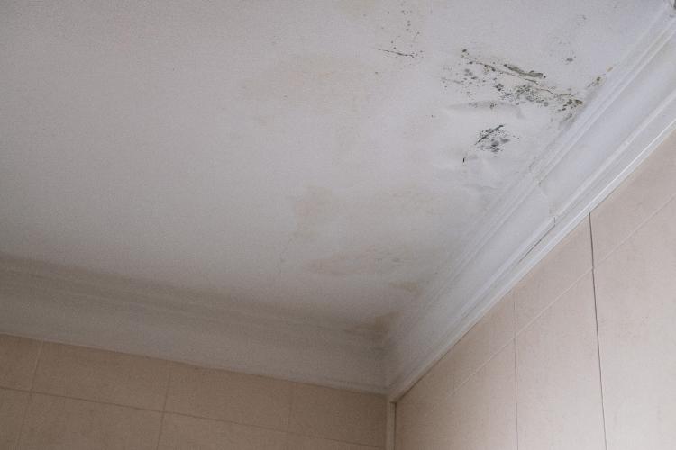 Schimmelbeseitigung 6